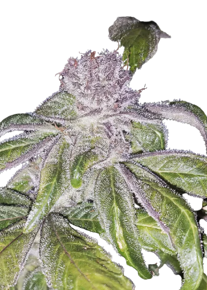 Whitaker Blues Cannabissamen-Verpackung — Royal King Seeds Deutschland