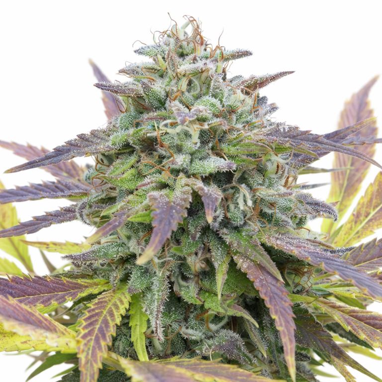 White Berry Cannabissamen-Verpackung — Royal King Seeds Deutschland