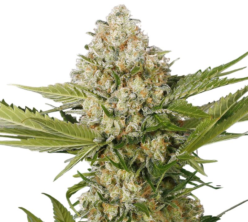 White Buffalo Cannabissamen-Verpackung — Royal King Seeds Deutschland