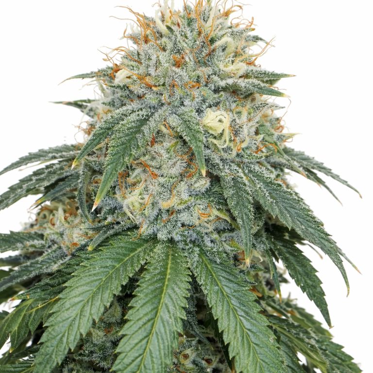 White Fire 43 Cannabissamen-Verpackung — Royal King Seeds Deutschland