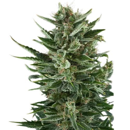 White Gold Cannabissamen-Verpackung — Royal King Seeds Deutschland