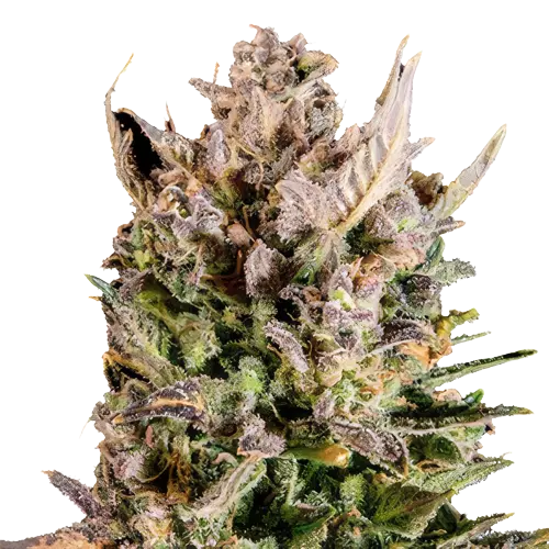 White Lightning Cannabissamen-Verpackung — Royal King Seeds Deutschland