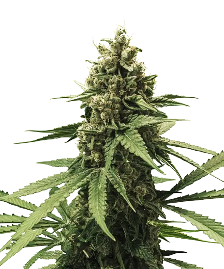 White Rhino Cannabissamen-Verpackung — Royal King Seeds Deutschland