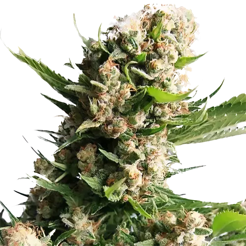 White Russian Cannabissamen-Verpackung — Royal King Seeds Deutschland
