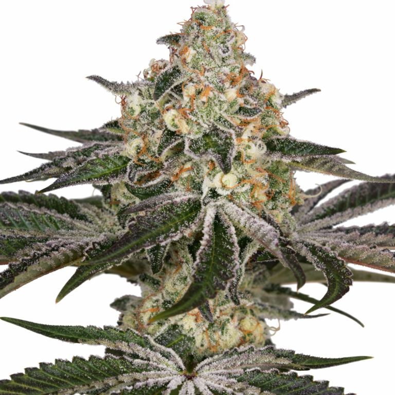 White Widow Cannabissamen-Verpackung — Royal King Seeds Deutschland