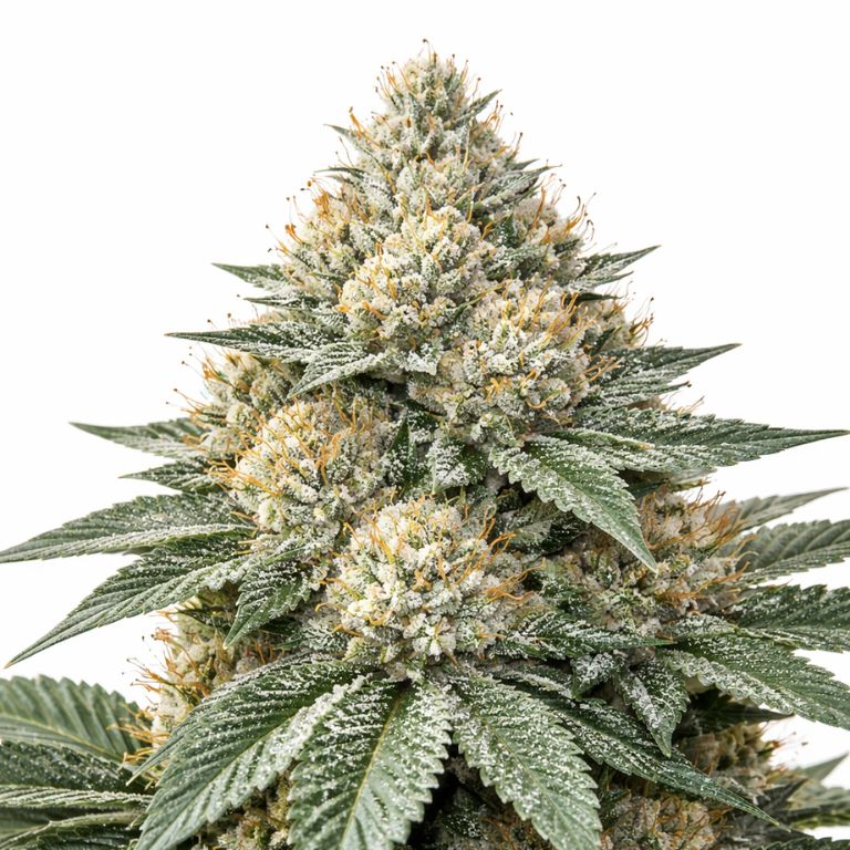 White Widow Cannabissamen-Verpackung — Royal King Seeds Deutschland