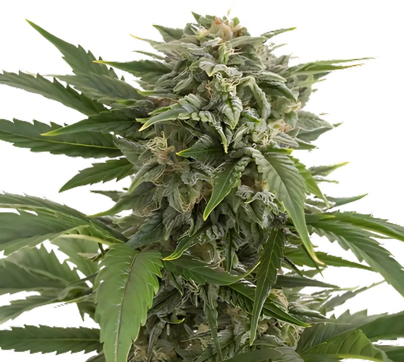 Willie Nelson Cannabissamen-Verpackung — Royal King Seeds Deutschland