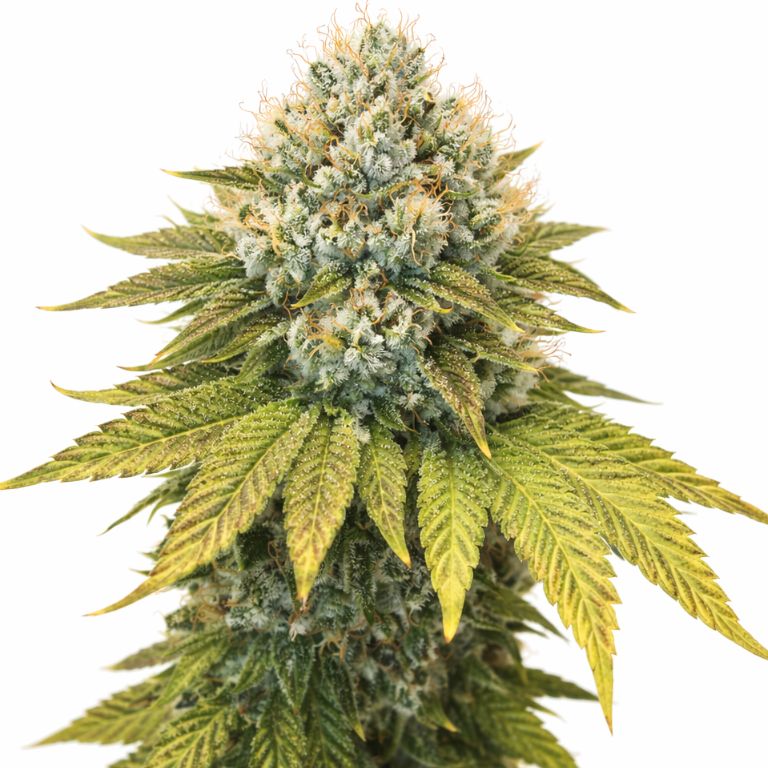 Wilson Cannabissamen-Verpackung — Royal King Seeds Deutschland