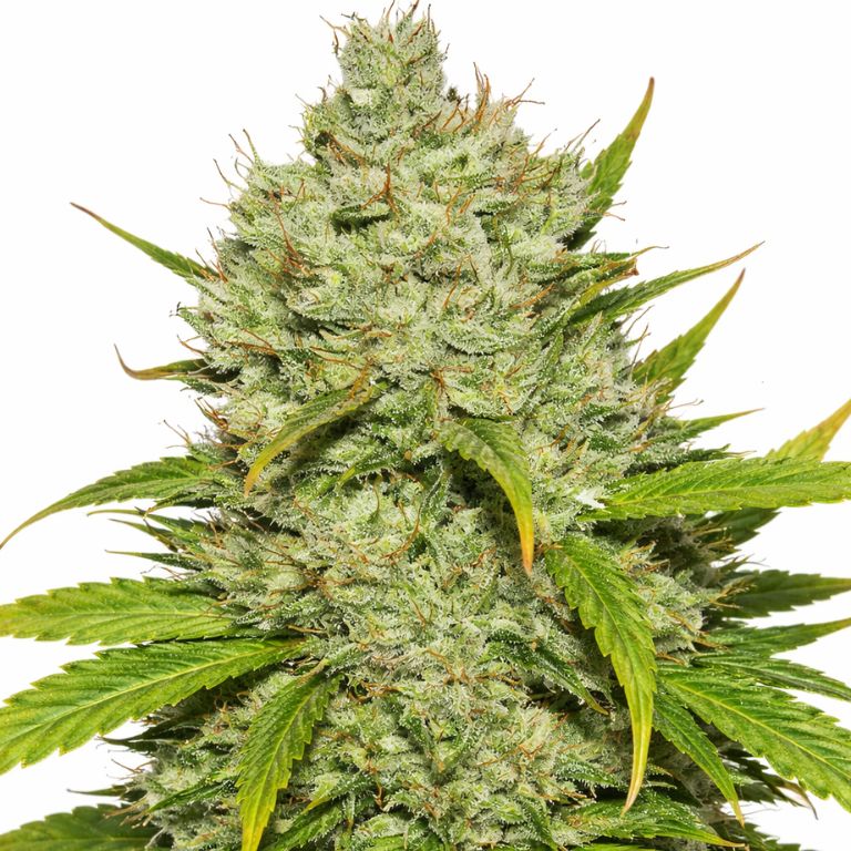 Wonder Woman Cannabissamen-Verpackung — Royal King Seeds Deutschland