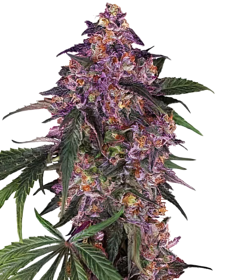 Woody Kush Cannabissamen-Verpackung — Royal King Seeds Deutschland