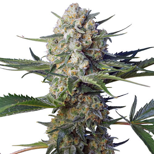 WTF Cannabissamen-Verpackung — Royal King Seeds Deutschland