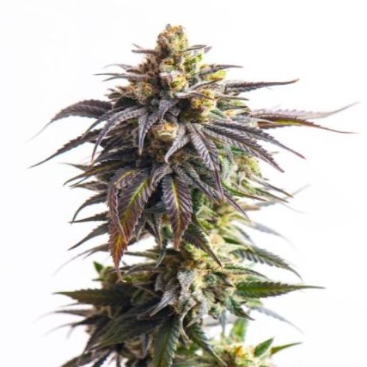 X-Files Cannabissamen-Verpackung — Royal King Seeds Deutschland