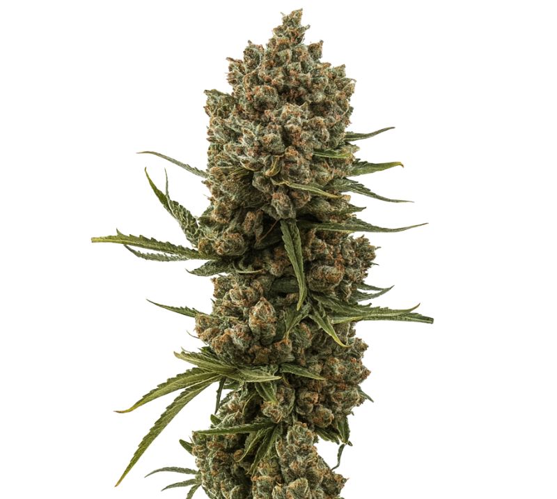XJ-13 Cannabissamen-Verpackung — Royal King Seeds Deutschland