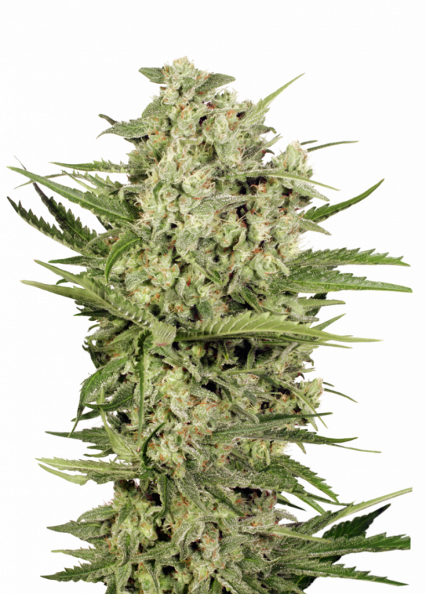 XXX 420 Cannabissamen-Verpackung — Royal King Seeds Deutschland