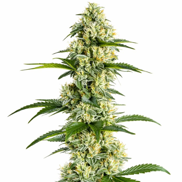 Yumboldt Cannabissamen-Verpackung — Royal King Seeds Deutschland