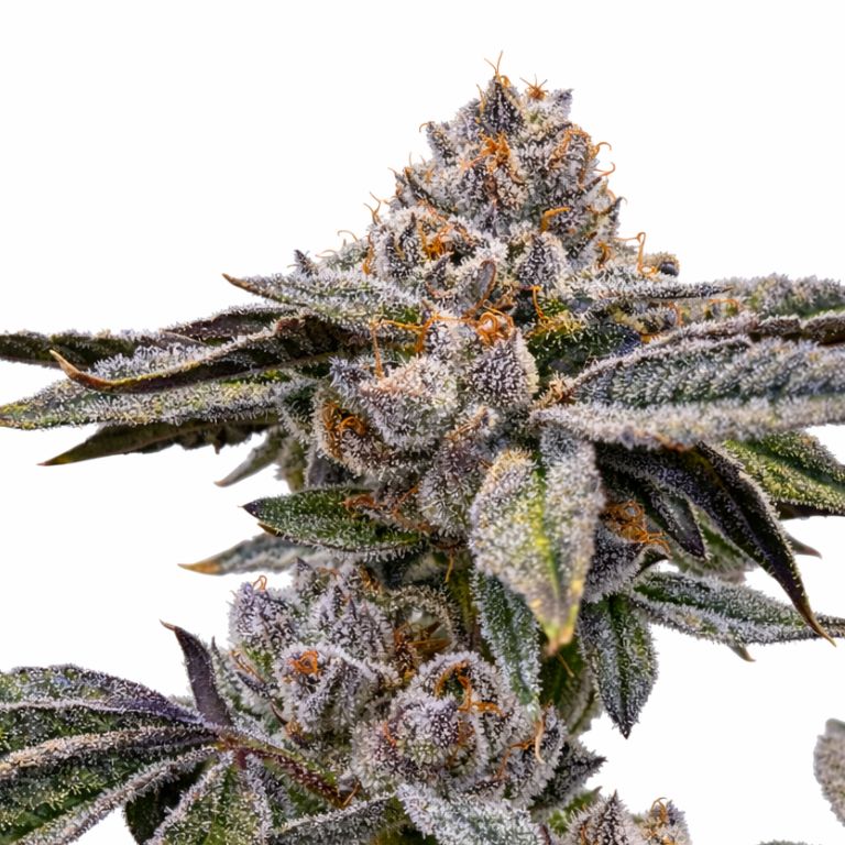 Zashimi Cannabissamen-Verpackung — Royal King Seeds Deutschland